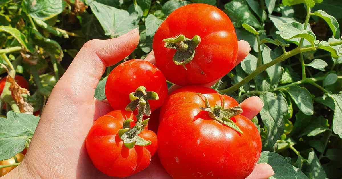 Comment créer un e-commerce de produits bio et équitables